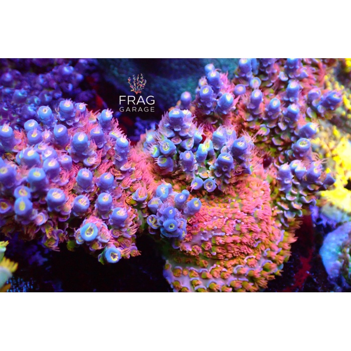 DİREKSİYON KOL BURCU